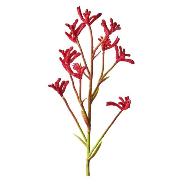 UrbanGreens Australian Native Grow Kit Kangaroo Paws Cheap