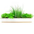 UrbanGreens Microherbs Windowsill Grow Kit Online Hot Sale