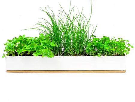 UrbanGreens Microherbs Windowsill Grow Kit Online Hot Sale