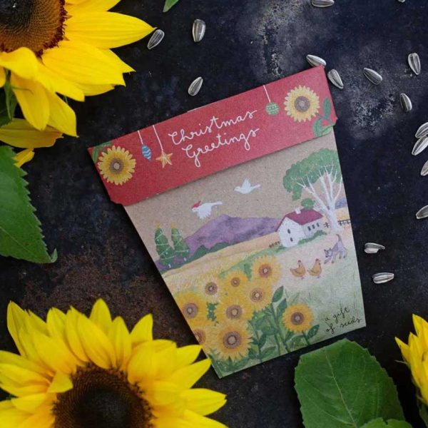 Sow  n Sow Gift of Seeds Christmas Card - Sunflower Christmas Greetings Online